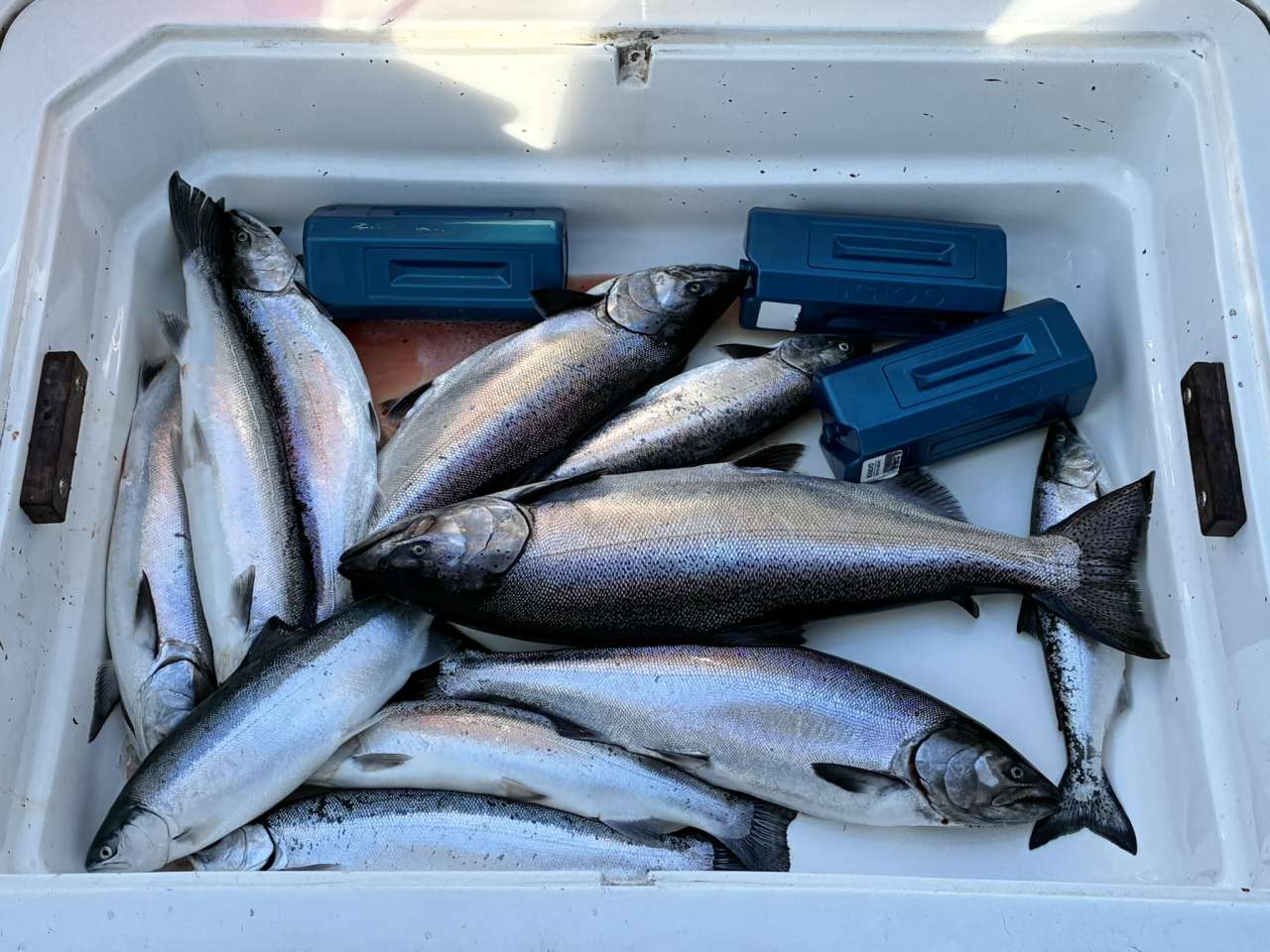 Lake Michigan fishing catch aboard Next Gen Charters in Kewaunee, Wisconsin